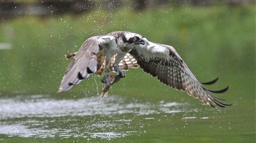 Rapport de Birdlife sur les dérogations à la protection des oiseaux