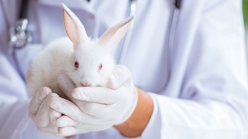 Gute Nachricht für den Tierschutz: Europäisches Arzneibuch streicht Kaninchen-Test