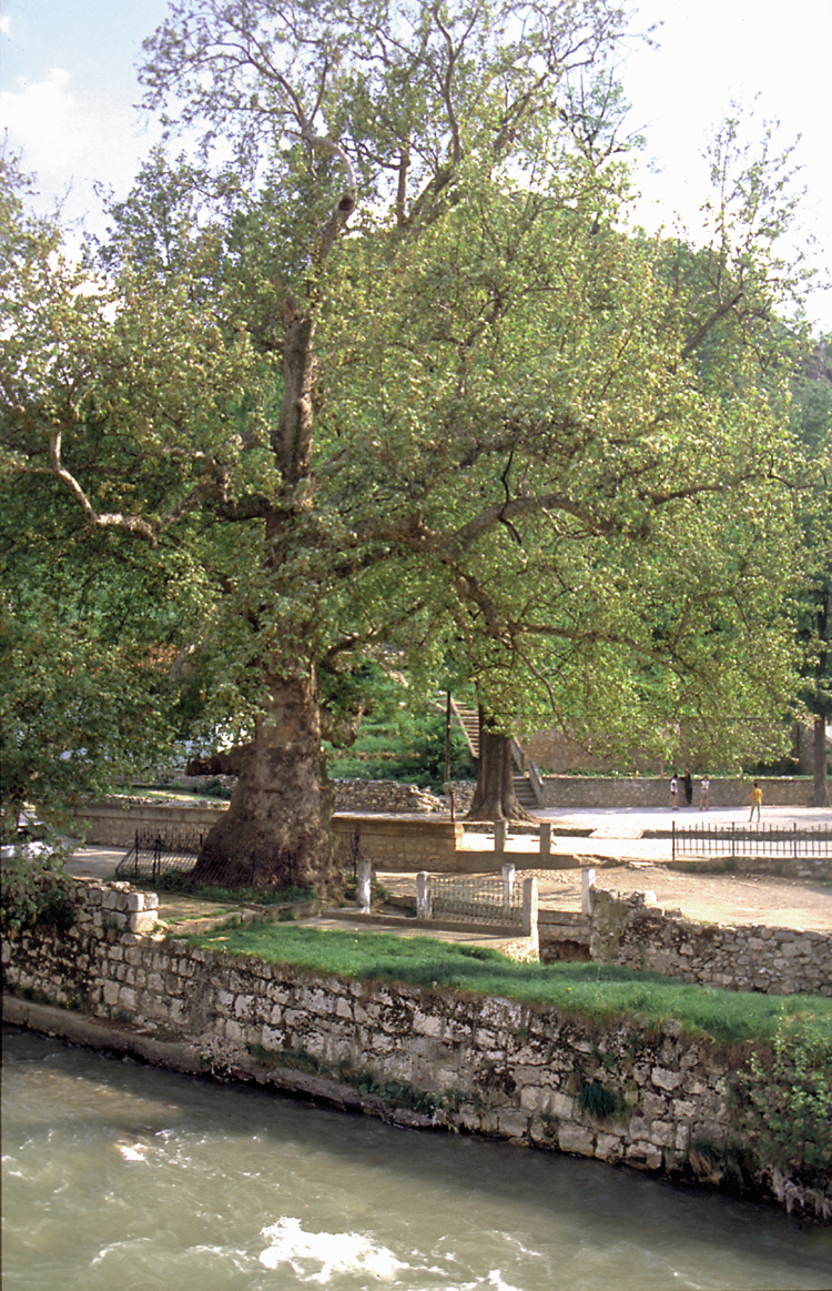 Plane tree (platanus orientalis) 400 years old